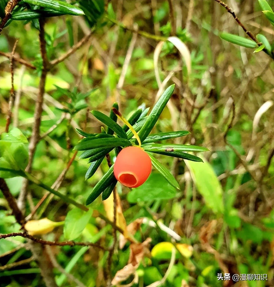 红豆杉的哪些细胞合成紫杉醇,红豆杉中控制紫杉醇形成的结构