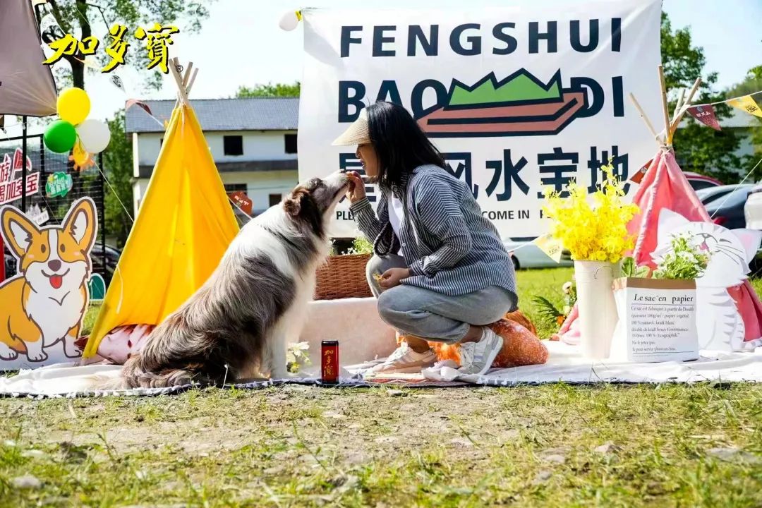 萌宠暴击！对不起我家狗子太萌了，想请你看一下！