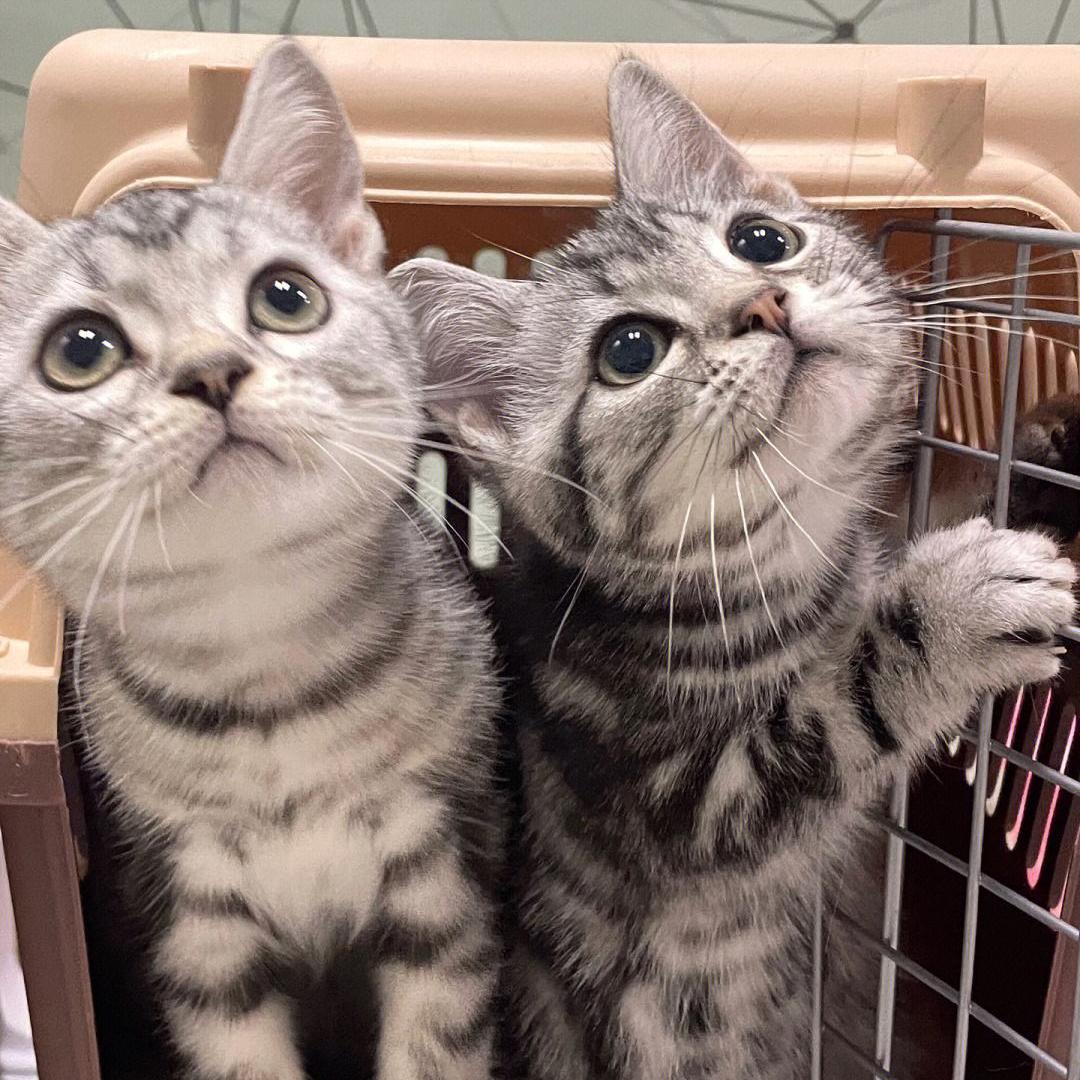 这种猫弃养率很高饲养需谨慎,新手养猫不建议养这四种猫