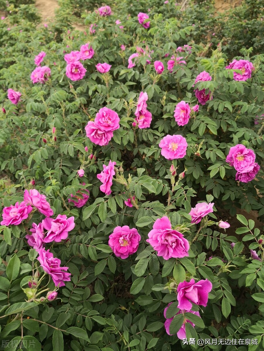 原创诗二首平阴玫瑰王茂常