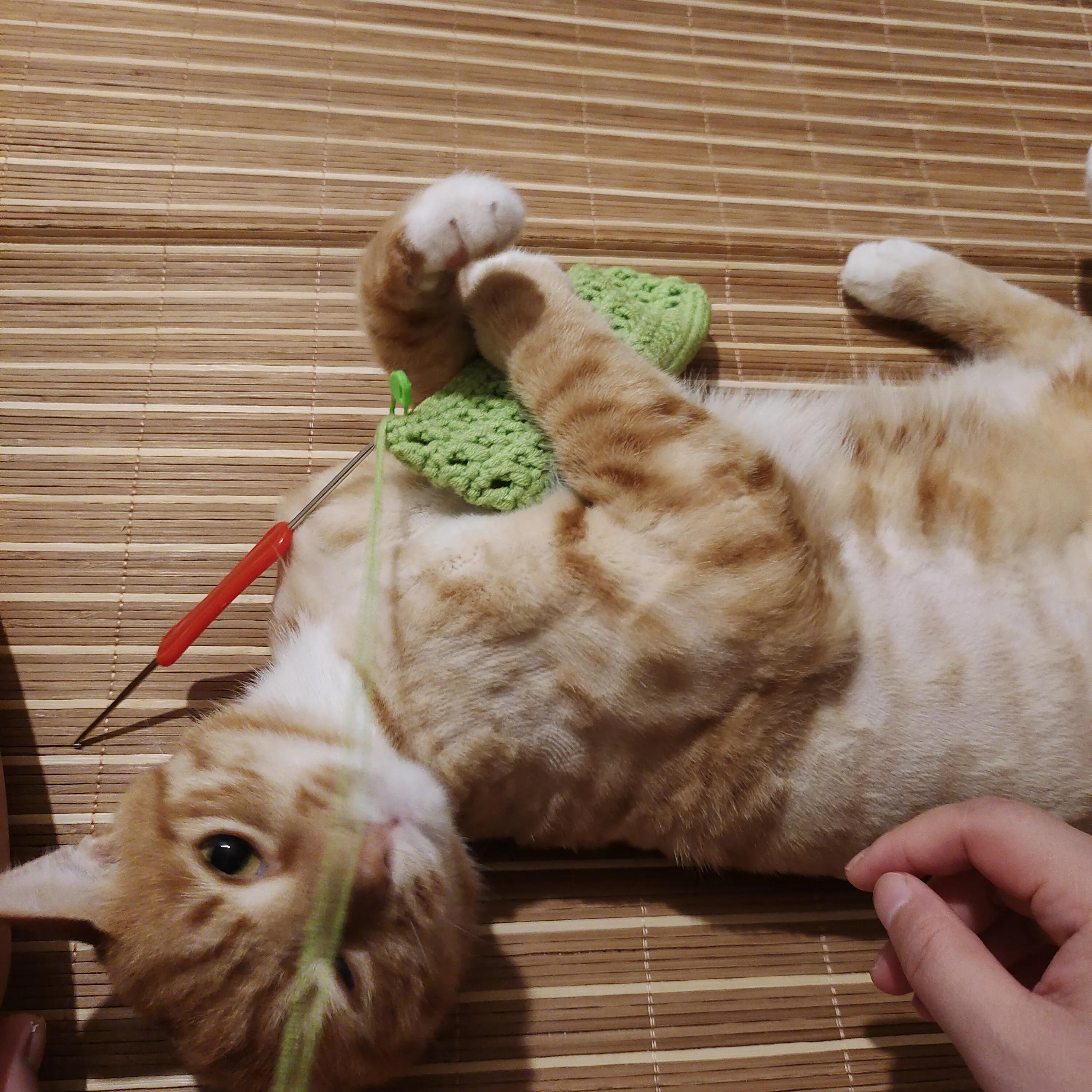 养了一年多的猫不见了，找到后能听懂人话