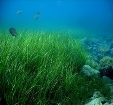 胶东海草房简介,胶东原始的海草房