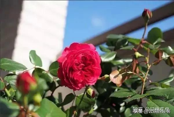 1到99朵玫瑰的含义图片,1到99朵玫瑰花语是什么