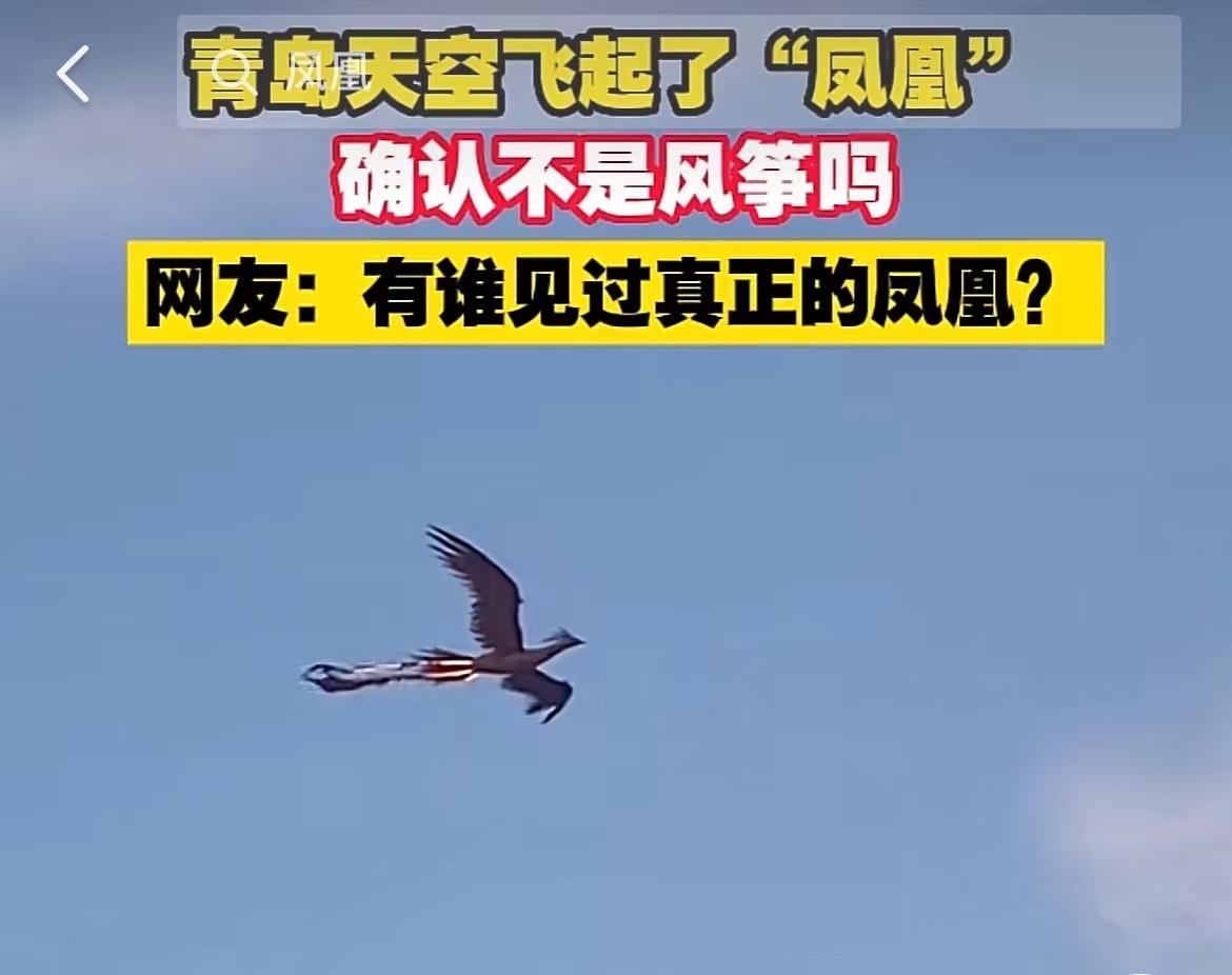 青岛上空凤凰,自然界有真凤凰鸟吗