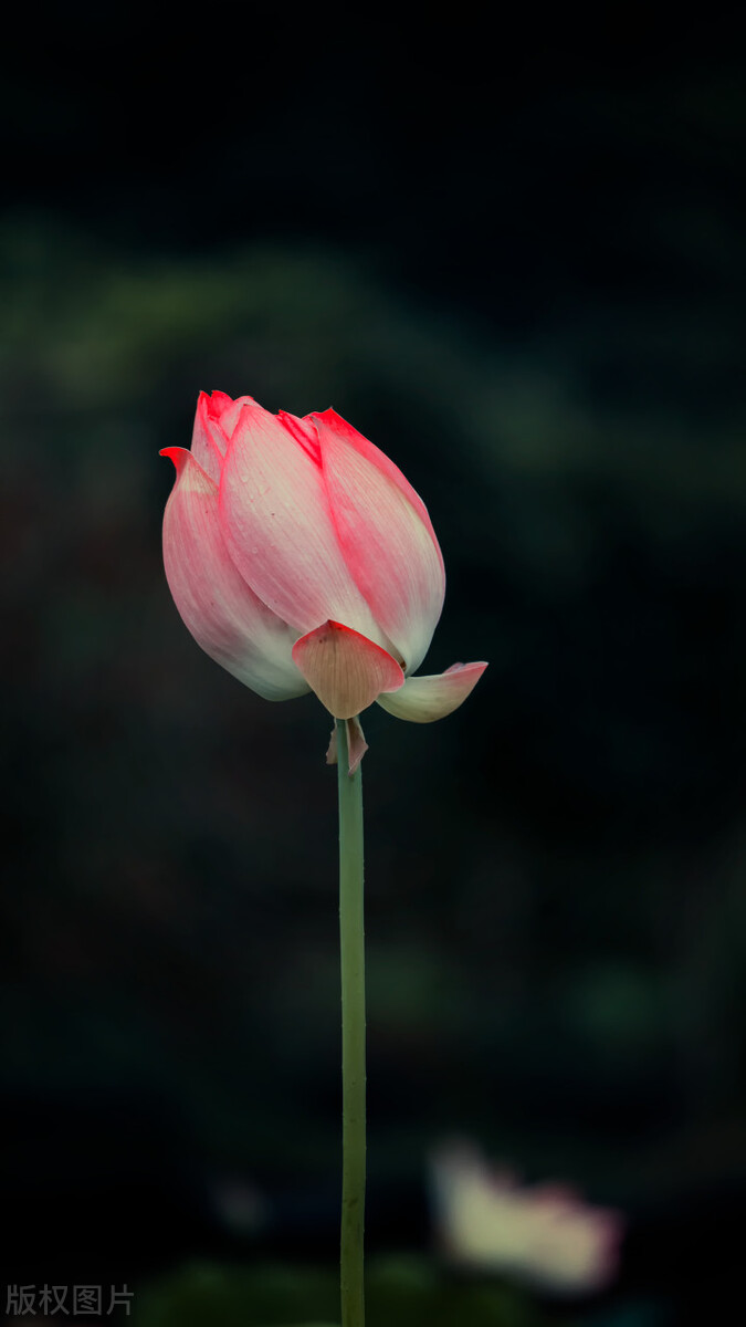荷花图片禅意荷花,最美意境荷花图片大全