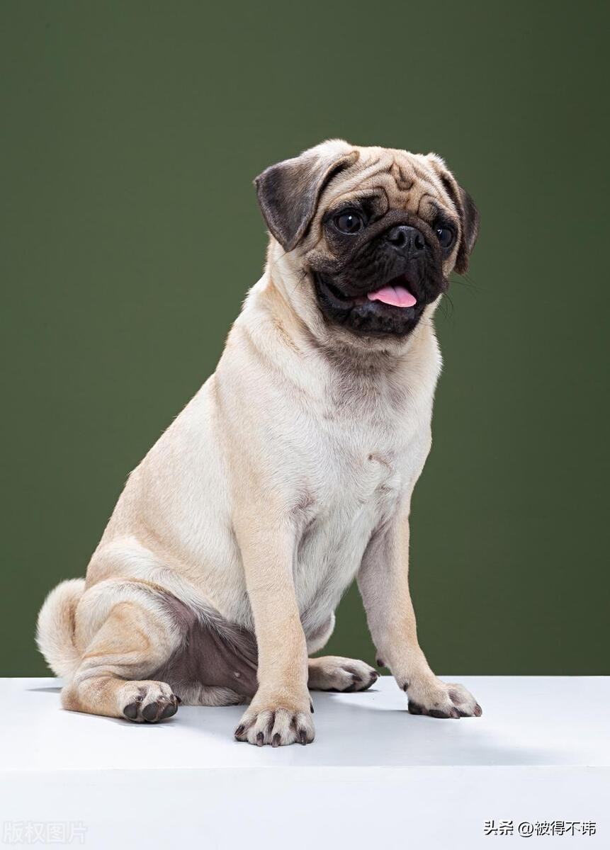 什么狗最好看最便宜最好养,世界上最强的十种狗