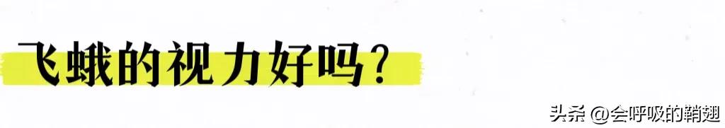 蛾类图谱,蛾类昆虫图谱