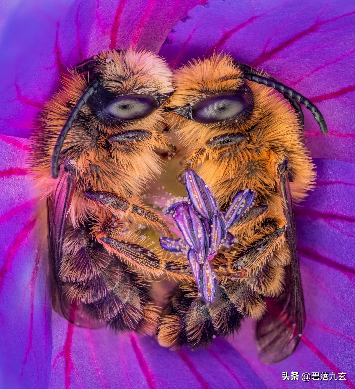 两只松鼠的爱：赢得2021年度特写摄影师挑战赛