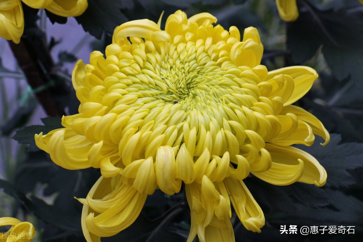 赞美花中四君子的古诗有哪些,赞美花中四君子的诗句