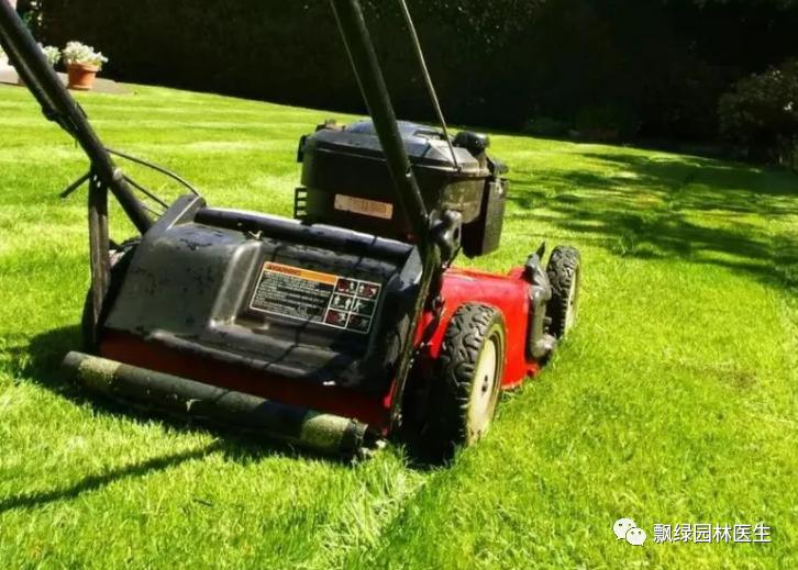 草坪发黄发枯是什么原因,草坪出现枯黄病怎么治理