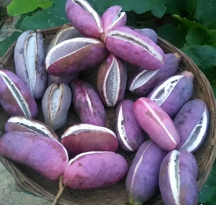 6种野果,5种你从来没见过的水果