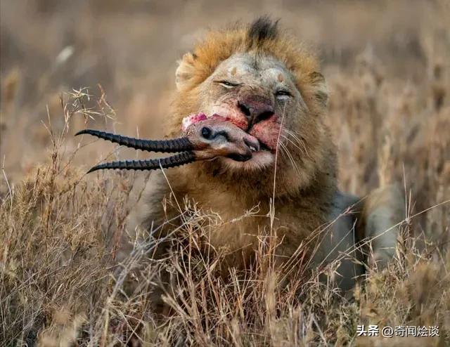 鬣狗捕食动物图片,鬣狗捕杀巨蟒