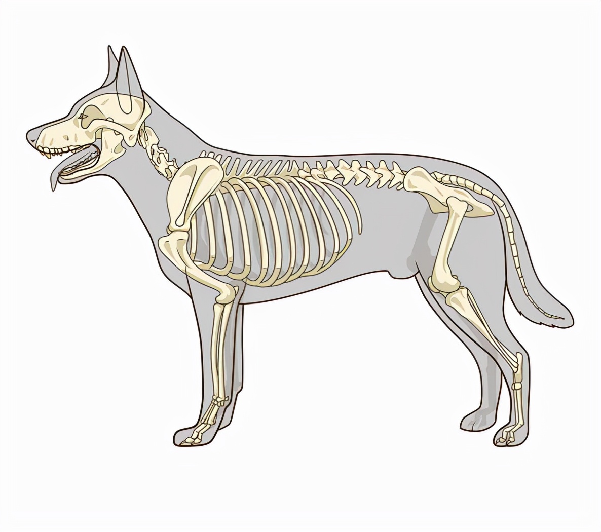 动物们的呼吸器官,动物的器官系统