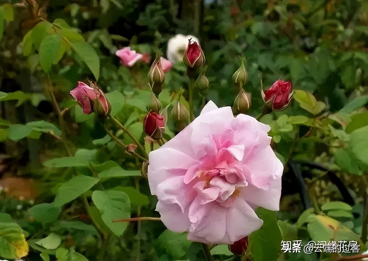 1到99朵玫瑰的含义图片,1到99朵玫瑰花语是什么