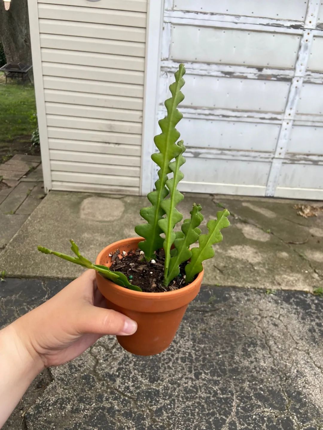 适合家养的花卉盆栽绿植,好养的绿植推荐一下盆栽