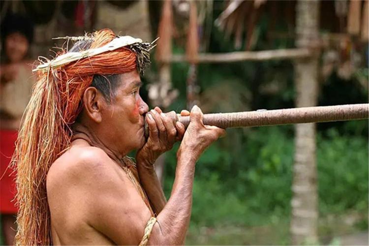 热带雨林十大危险动物蛇,亚马逊热带雨林最恐怖的蛇