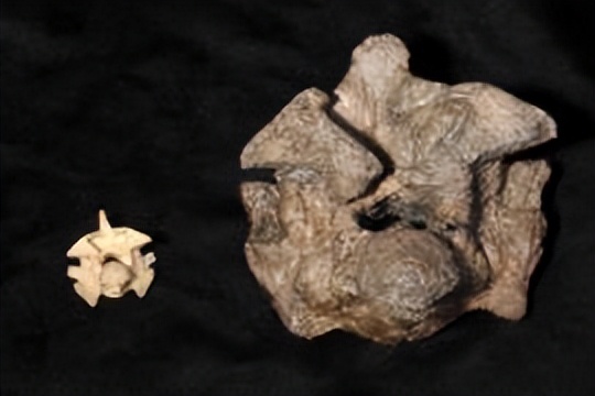 泰坦巨蟒vs霸王龙史前巨兽,泰坦巨蟒vs史前巨型眼镜蛇