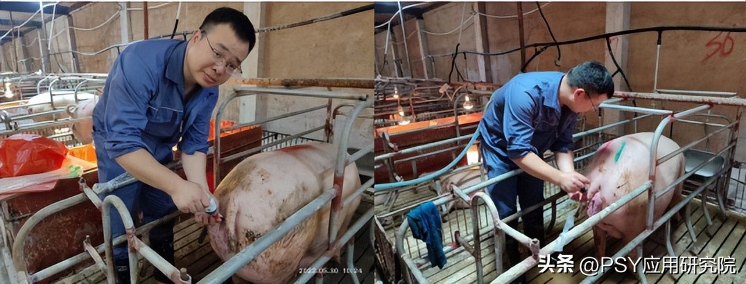 母猪产后全是死胎如何清宫,母猪产后清宫完整视频