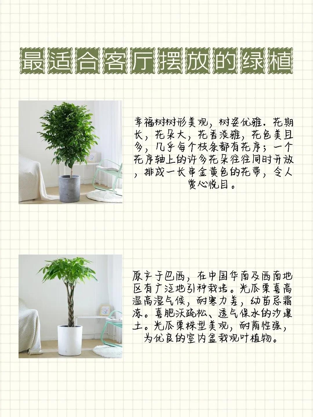 放客厅没有阳光也能活的大型绿植,客厅里面放哪种绿植好养活又好看