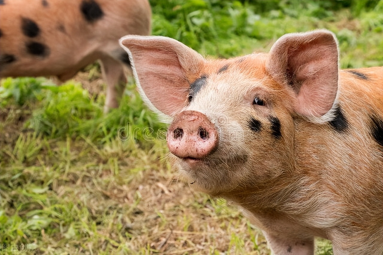 芽孢杆菌在动物饲养中的作用,枯草芽孢杆菌在生猪养殖上的应用