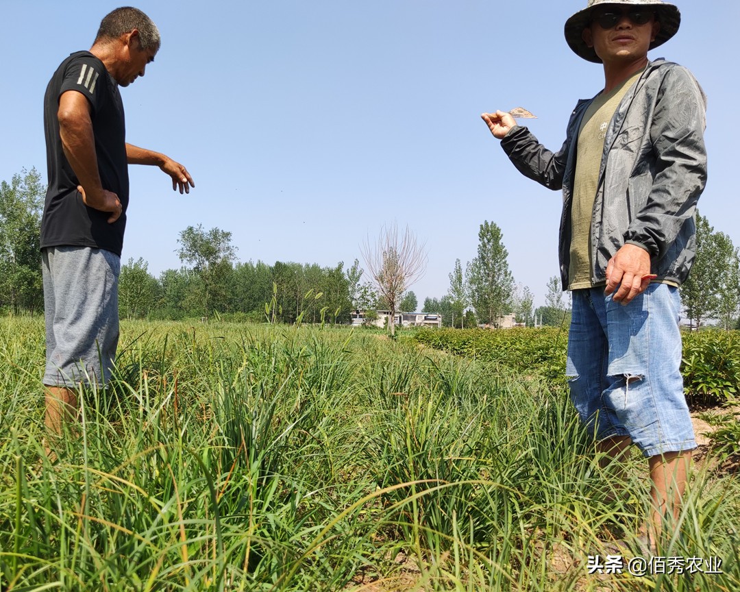 农村的父母为啥不让姑娘读研,农村的父母为啥不让姑娘念书