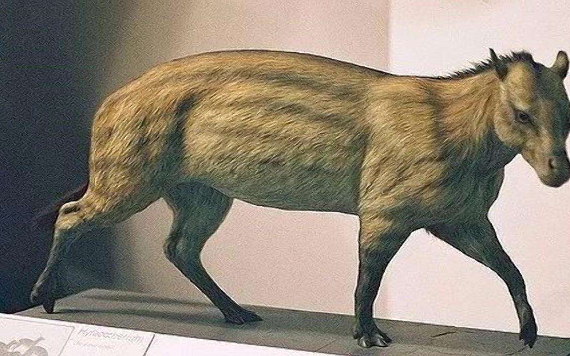 马真的比驴好吗,为什么马永远无法取代驴子的地位