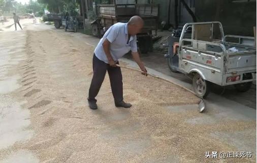 通过毛主席文选看教授专家们对于小麦卖青贮存建议处罚的乱象