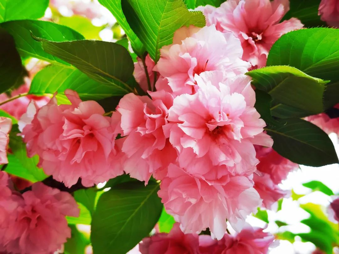 271教育|芳菲万里等你相遇——第一山无限*光春**好