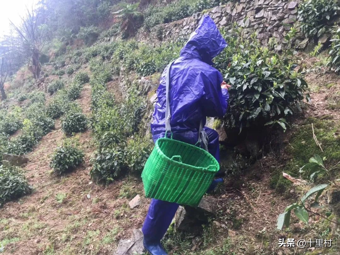 揭露卖茶叶如何5年赚1万亿,卖茶叶15天能赚多少钱