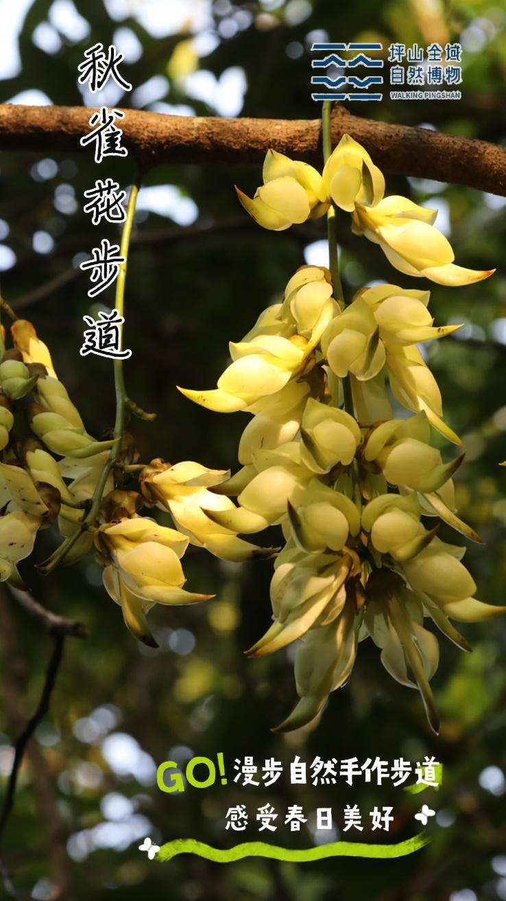 深圳坪山全域自然博物⑩|禾雀花步道:错过再等一年,“小精灵”禾雀花来啦!