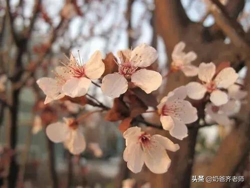 现代春天诗歌大全100首,春天古诗大全100首小学