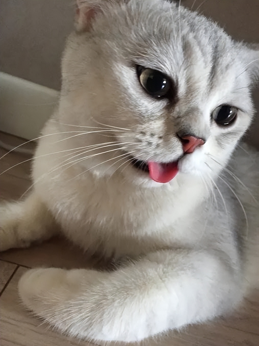 猫咪突然粘人张嘴喘气,猫咪像狗一样张嘴喘气是什么问题