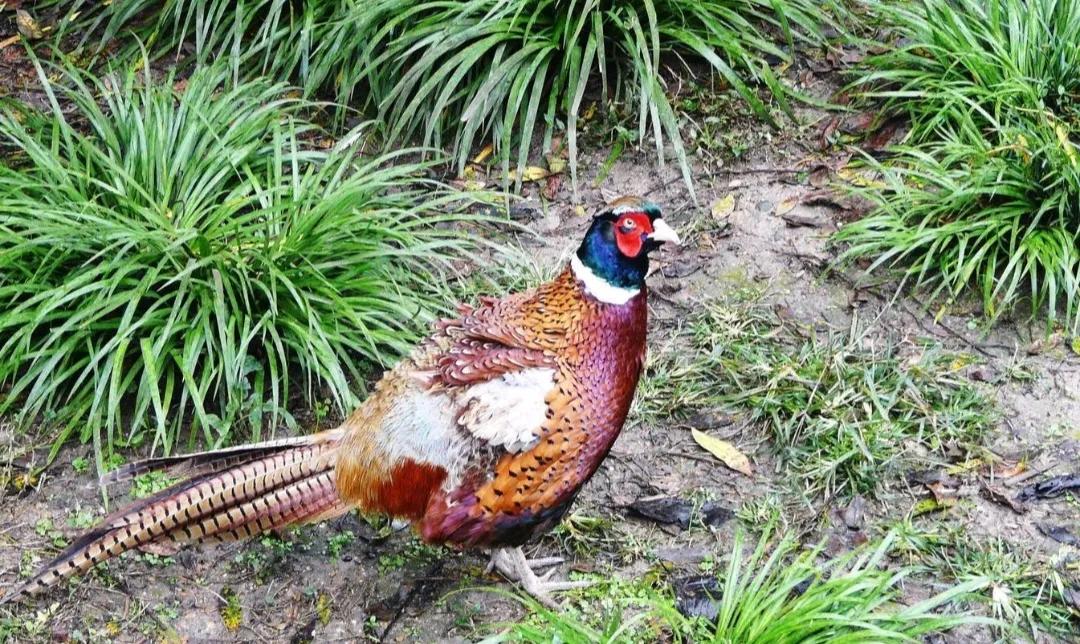 抓野鸡，他有高招！