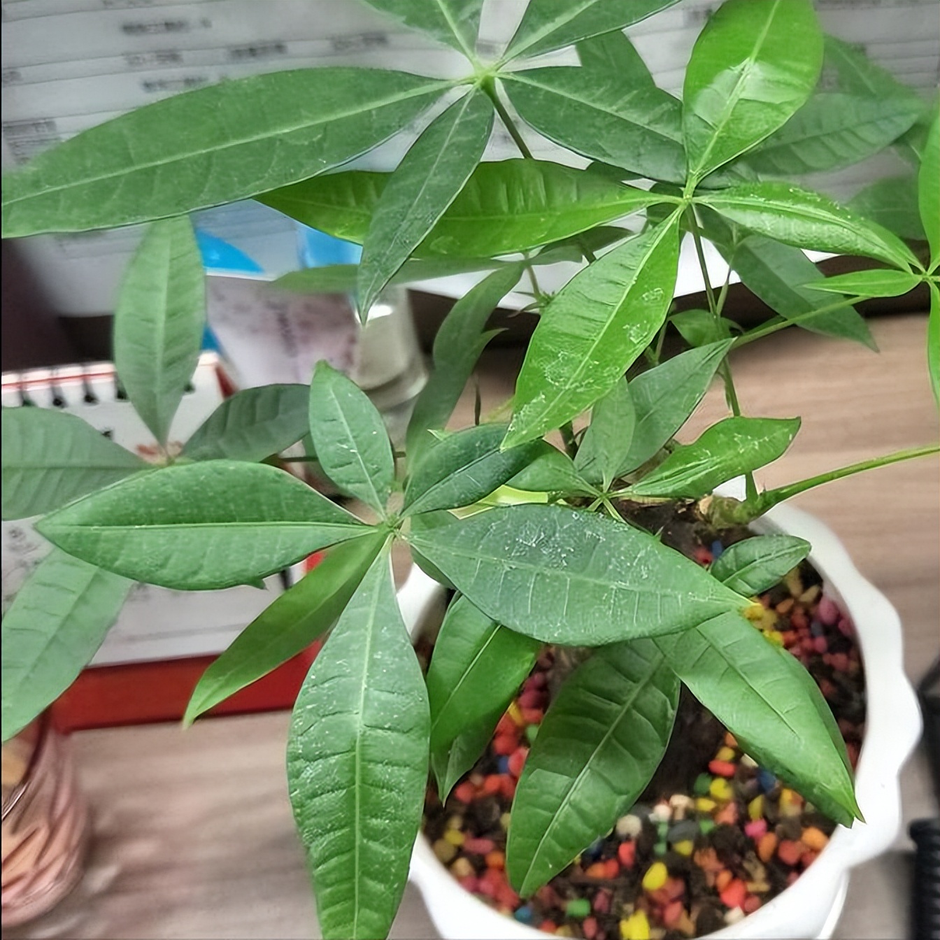 发财树有虫子怎么消灭,发财树土里除虫药