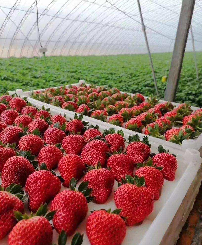 日本草莓对比丹东草莓,大凉山草莓和丹东草莓哪个好吃