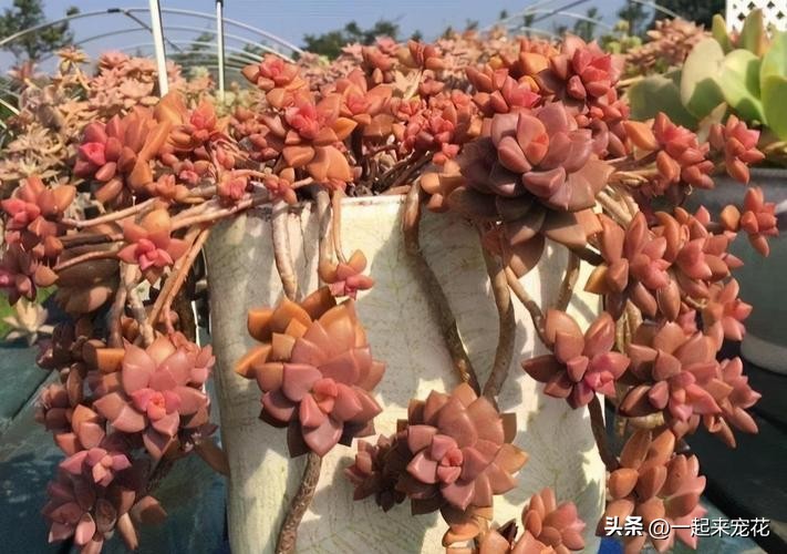 姬胧月猪肝色,姬胧月猪肝色状态图