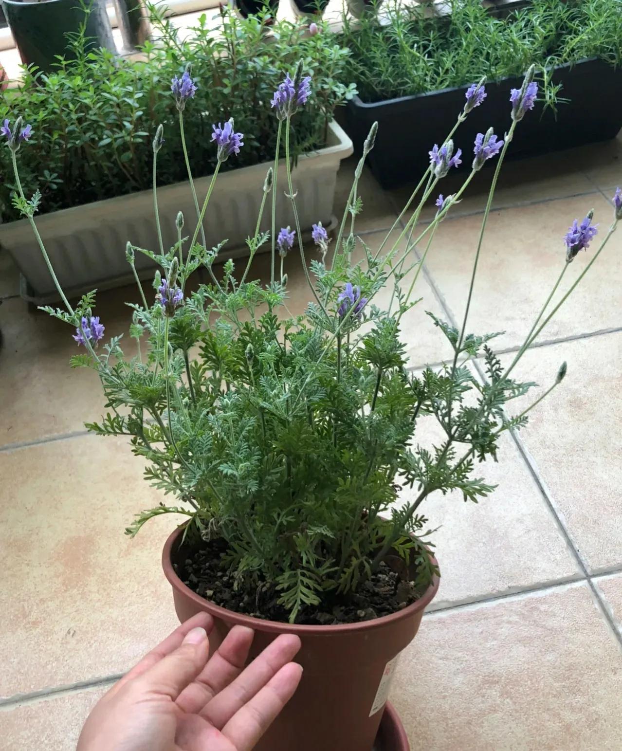 花期长又好养驱蚊的花庭院,半阴的环境驱蚊能养哪些花