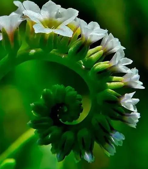 各种形态的花卉,30多种奇异的鲜花供你欣赏收藏