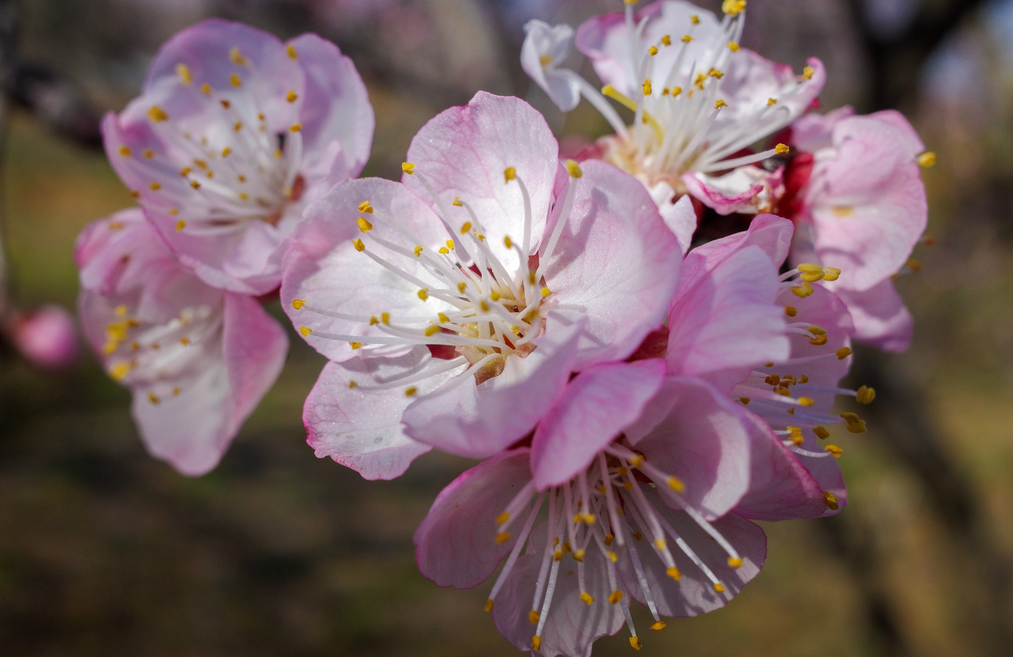 “云”上摄影展丨《徐村*光春**美人勤春来早》