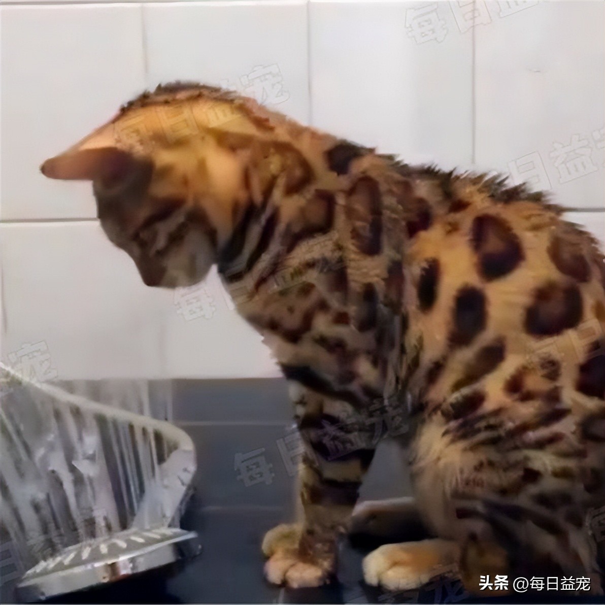 搞笑！豹猫意外将花洒打开，担心被主人发现，这货赶紧手动抢救