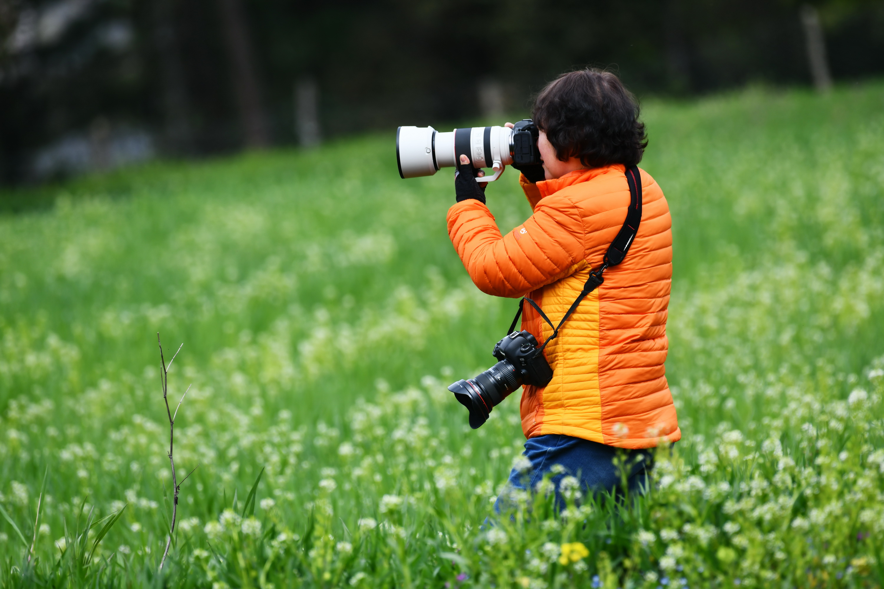 雪域林芝桃花图片 (在雪域江南西藏林芝邂逅漫山桃花)