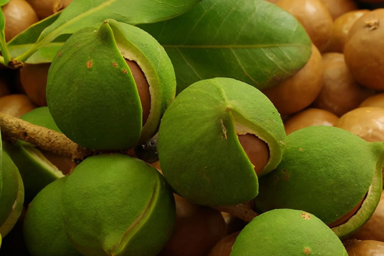 夏威夷果狗狗吃了会中毒吗,狗吃夏威夷果后几小时能出现问题