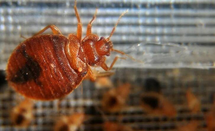 臭虫咬了怎么治才能彻底除根,山上臭虫怎么治才能除根