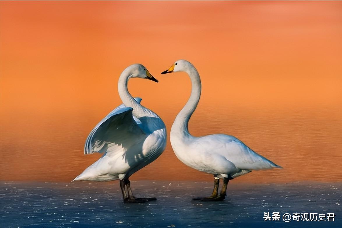 动物和人类行为的研究,有关动物行为的研究