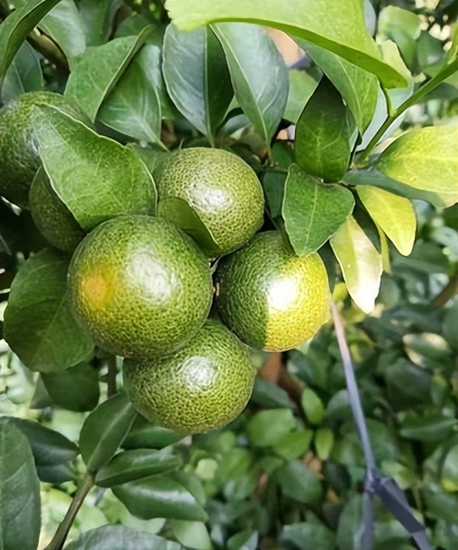 柑橘树红蜘蛛危害后如何恢复,柑橘红蜘蛛蚜虫用什么药防治