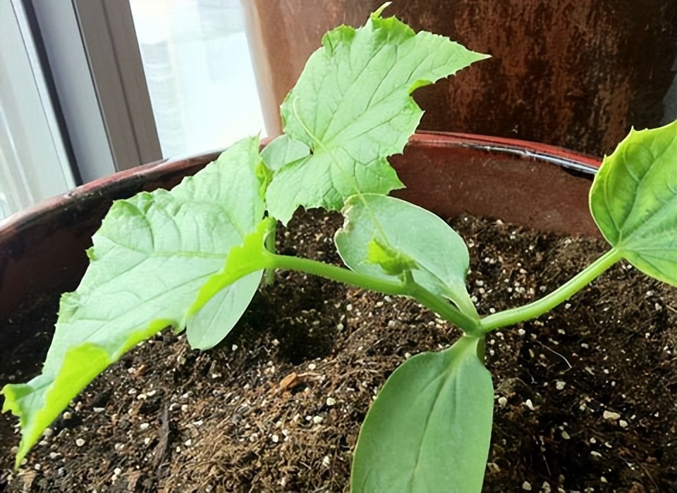 黄瓜基因组数据库怎么查基因序列,黄瓜花叶病毒基因序列