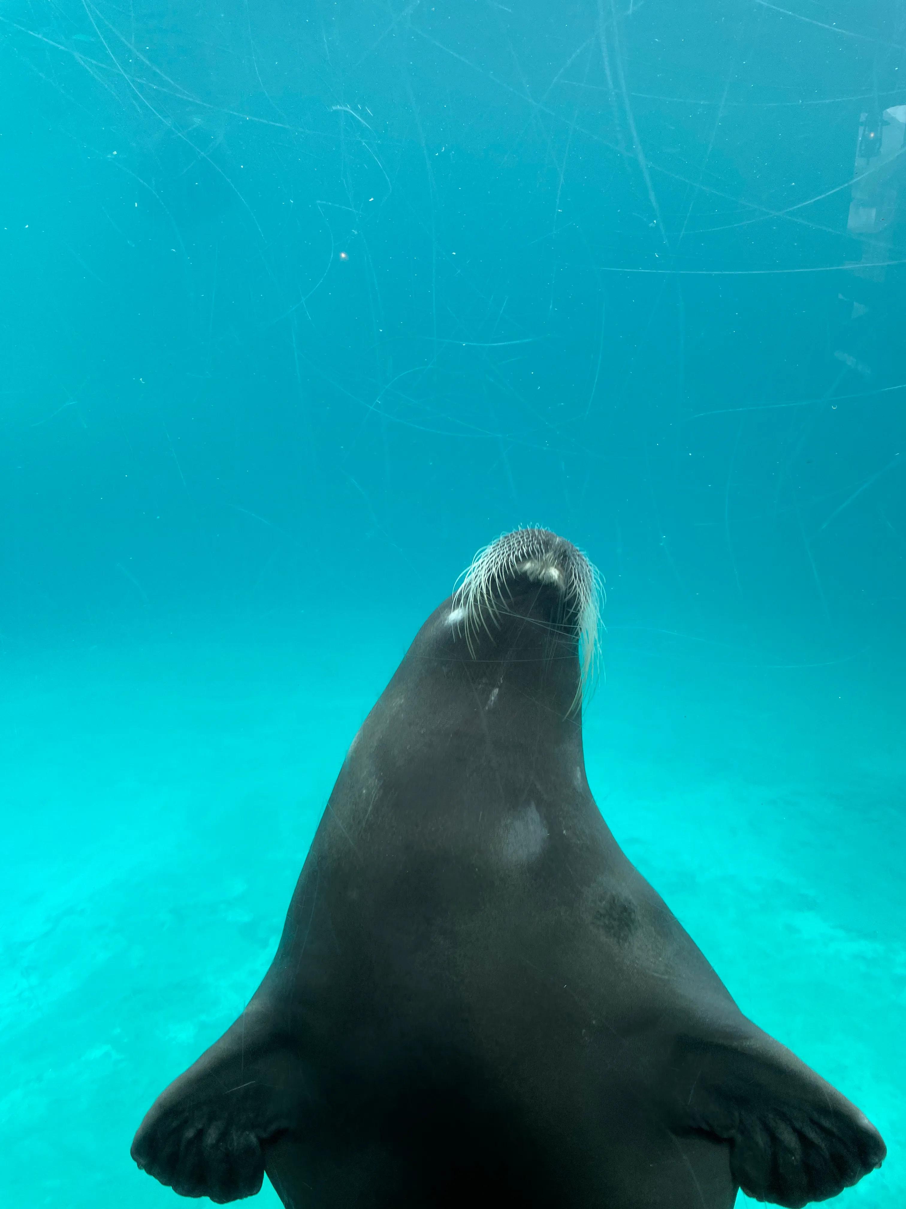 长隆野生动物园和珠海长隆海洋馆,珠海长隆海洋王国跟长隆动物园