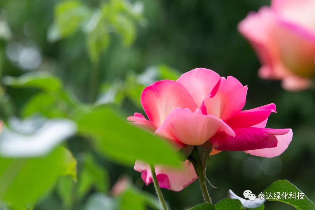 天津津城十大月季园,天津泰达月季园在哪里