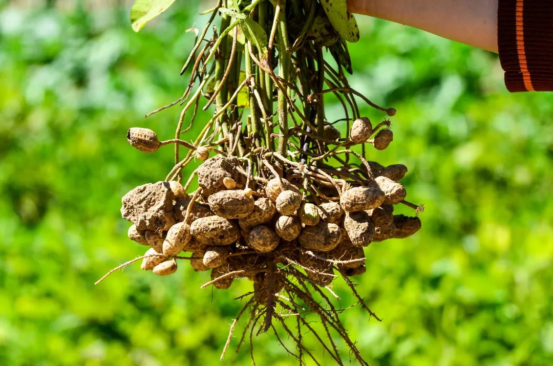 济南采摘园推荐最新,济南采摘园推荐秋季