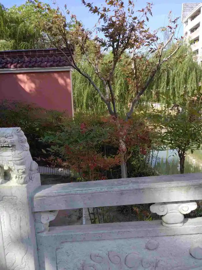 红叶石楠树篱怎么养护,红叶石楠树篱